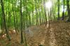 Nature - céréales - forêt 024_resize.jpg