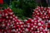 Filename=fruits 053_resize_resize.jpg
Filesize=103KB
Dimensions=632x425
Date added=Nov 22, 2009 fruits 053_resize_resize.jpg