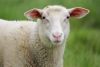 Filename=Mouton 001_resize.jpg
Filesize=28KB
Dimensions=510x342
Date added=Jul 10, 2010 Mouton 001_resize.jpg