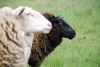 Filename=Mouton 010_resize.jpg
Filesize=37KB
Dimensions=510x342
Date added=Jul 10, 2010 Mouton 010_resize.jpg