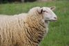 Filename=Mouton 012_resize.jpg
Filesize=42KB
Dimensions=510x342
Date added=Jul 10, 2010 Mouton 012_resize.jpg