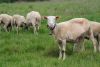 Filename=Mouton 014_resize.jpg
Filesize=46KB
Dimensions=510x342
Date added=Jul 10, 2010 Mouton 014_resize.jpg