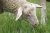 Filename=Mouton 016_resize.jpg
Filesize=47KB
Dimensions=510x342
Date added=Jul 10, 2010 Mouton 016_resize.jpg