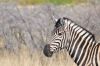 Namibie_1009_ 384_resize.jpg