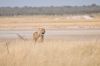 Filename=Namibie_1009_ 402_resize.jpg
Filesize=23KB
Dimensions=566x375
Date added=Nov 25, 2009 Namibie_1009_ 402_resize.jpg