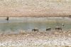 Filename=Namibie_1009_ 560_resize.jpg
Filesize=64KB
Dimensions=566x375
Date added=Nov 25, 2009 Namibie_1009_ 560_resize.jpg