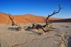 Filename=Namibie_1009_ 855_resize.jpg
Filesize=47KB
Dimensions=566x375
Date added=Nov 25, 2009 Namibie_1009_ 855_resize.jpg
