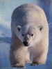 0549 Polar bear 100309_resize.jpg