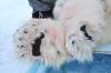 0553 Polar bear 100309_resize.jpg