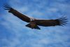 Filename=0229-230907-Cruz del Condor_resize.JPG
Filesize=21KB
Dimensions=510x342
Date added=Nov 25, 2009 0229-230907-Cruz del Condor_resize.JPG