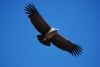 Filename=0230-230907-Cruz del Condor_resize.jpg
Filesize=14KB
Dimensions=510x342
Date added=Nov 25, 2009 0230-230907-Cruz del Condor_resize.jpg