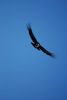 Filename=0232-230907-Cruz del Condor_resize.JPG
Filesize=8KB
Dimensions=342x510
Date added=Nov 25, 2009 0232-230907-Cruz del Condor_resize.JPG