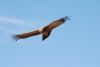 Filename=0242-230907-Cruz del Condor_resize.JPG
Filesize=11KB
Dimensions=510x342
Date added=Nov 25, 2009 0242-230907-Cruz del Condor_resize.JPG